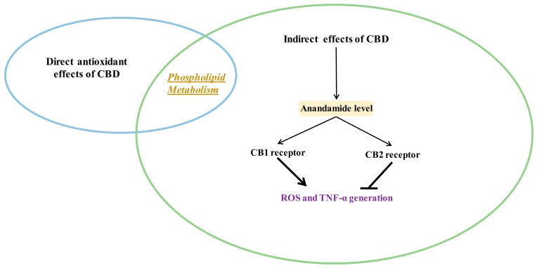 Indirect antioxidant and anti-inflammatory effects of CBD (closed arrows indicate inhibition; opened arrows indicate activation.
