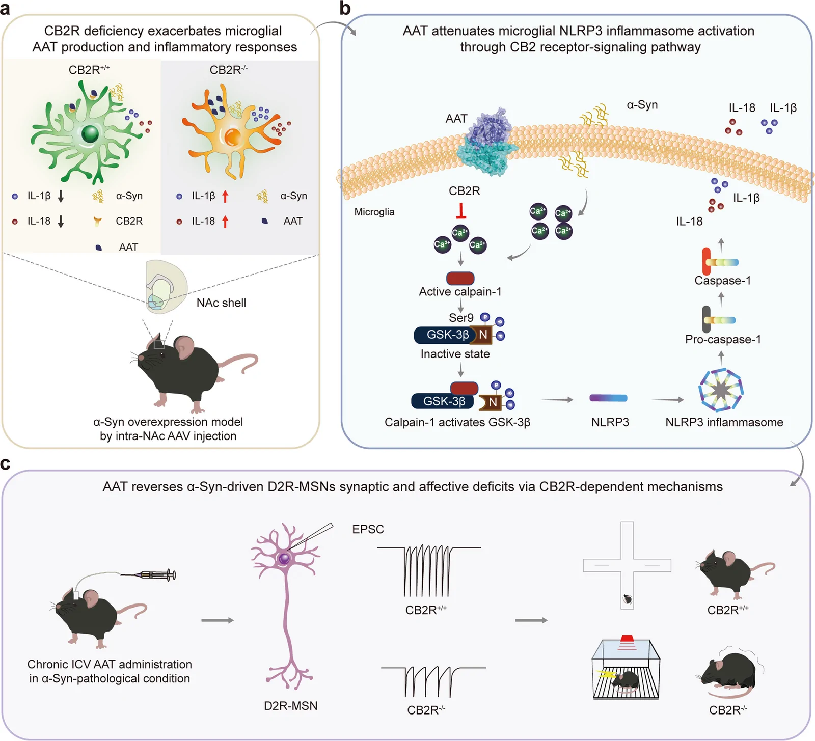 Proposed model of AAT-mediated modulation of CB2R-linked neuroimmune signaling in α-syn pathology. Panel a demonstrates that α-syn overexpression in the NAc shell elevates microglial AAT production and induces inflammatory responses. While CB2R deficiency further enhances microglial AAT expression yet exacerbates the persistent release of pro-inflammatory cytokines (IL-1β, IL-18). Panel b reveals AAT-CB2R-linked signaling contributes to the attenuation of ATP-evoked intracellular Ca2⁺ responses, calpain activity, GSK-3β N-terminal cleavage, and NLRP3/caspase-1-related inflammatory signaling, while complementary CB2R-independent actions may also contribute to its broader immunomodulatory effects. Panel c shows that at the circuit and behavioral levels, AAT administration ameliorates selected excitatory synaptic abnormalities in NAc dopamine D2-MSNs and improves domain-selective affective and cognitive outcomes associated with α-syn pathology
