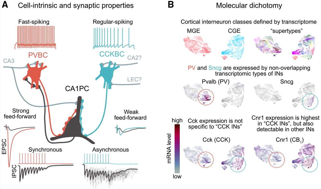 Cellular and molecular BCs dichotomy(A) PVBCs and CCKBCs exhibit different firing patterns (top) and receive different levels of excitation (middle). PVBC firing leads to synchronous postsynaptic IPSCs, whereas CCKBC firing leads to asynchronous postsynaptic IPSCs (bottom). Inserts illustrate excitatory synaptic potentials evoked by electrical stimulation (black: PC, in color: PVBC or CCKBC). Thin lines symbolize individual trials, and bold lines symbolize averages.(B) Embedding of cortical INs classified by transcriptome, rendered using the Allen Brain Cell Atlas.80 Individual neurons in the CTX-MGE-GABA (red) and CTX-CGE-GABA (blue) classes are plotted. GABAergic INs are classified based on the location of their birth in the embryonic brain, before migrating to their destination during development. Cells born in the CGE are molecularly distinct from cells born in the MGE. Top: the embedding is colored by class or supertype. Bottom: the embedding is colored by the mRNA level of selected genes. Dashed circles indicate regions of the embedding likely containing PV (orange) and CCK (blue) INs. Note that Pvalb and Sncg clearly delineate non-overlapping populations, indicating that PV and CCK cells are transcriptionally distinct. Genes associated with CCKBCs, such as Cck and Cnr1, however, while quantitatively highly expressed in CCK INs, are also expressed at lower levels across several IN types, limiting their usefulness as markers (see also Box 2).