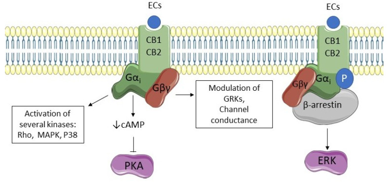 CB1 and CB2 signaling pathways. Endocannabinoids (ECs) stimulate cannabinoid receptors type 1 and 2 (CB1 and CB2, respectively), activating G-protein subunits. Subunit Gα decreases cyclic AMP (cAMP) and inhibits the activity of protein kinase A (PKA). Moreover, it is responsible for the activation of several kinases such as mitogen-activated protein kinase (MAPK), P38, and Rho kinase. Subunit Gβγ activation modulates channel conductance and the activity of G protein receptor kinases (GRKs). Both receptors can be phosphorylated by GRKs and associate with β-arrestin leading to receptor internalization and extracellular-signal related kinase (ERK) pathway activation.