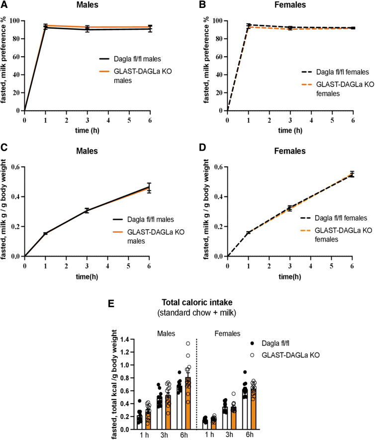 GLAST-Dagla KO does not affect milk preference after fasting. There were no genotype differences between GLAST-Dagla KO and control mice of either sex in milk preference test after fasting (A–D). Cumulative milk (5%) preference over the total amount of liquid consumed was not changed in either males [genotype F (1, 21)=0.965, p=0.337; time F (1.076, 22.6)=1.283, p=0.273; time×genotype F (2, 42)=0.027, p=0.973] (A) or females [genotype F (1, 21)=2.162, p=0.156; time F (1.362, 28.6)=6.613, p=0.0095; time×genotype F (2, 42)=0.807, p=0.453] (B). Cumulative milk intake/gram of body weight does also not differ in males [genotype F (1, 21)=0.0163, p=0.9; time F (1.075, 22.6)=216.2, p<0.0001; time×genotype F (2, 42)=0.0508, p=0.951] (C) or females [genotype F (1, 21)=0.00186, p=0.966; time F (1.428, 29.99)=1459, p<0.0001; time×genotype F (2, 42)=0.812, p=0.451] (D). Total caloric intake (milk plus standard chow)/gram of body weight is not changed between the genotypes in male [genotype F (1, 21)=1.922, p=0.18; time F (1.167, 24.5)=209, p<0.0001; time×genotype F (2, 42)=1.862, p=0.168] or female mice [genotype F (1, 21)=0.0627, p=0.805 time F (1.78, 27.4)=482.6, p<0.0001; time×genotype F (2, 42)=0.0582, p=0.944] after fasting (E). Results of two-way ANOVA (n=10–13/group). Values represent mean±SEM.