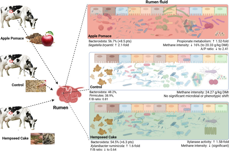 Integrated graphical summary of diet-dependent changes in rumen microbial composition, functional pathways, fermentation characteristics, and methane intensity in cows fed control, apple pomace (AP), or hempseed cake (HC) diets