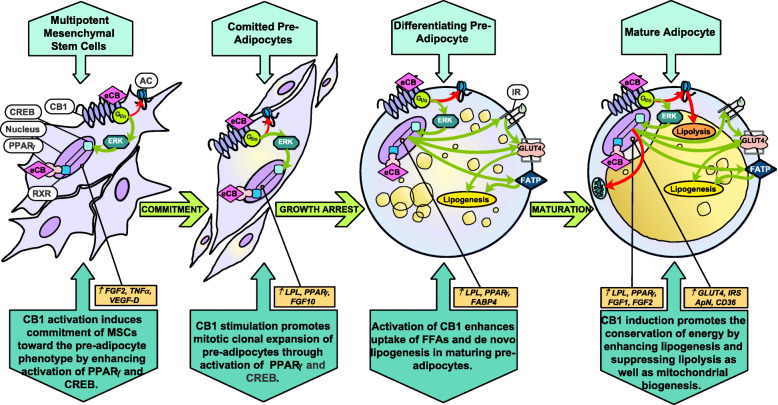The ECS enhances transcriptional machinery of PPARγ and lipid accumulation, promoting adipogenesis and lipogenesis in maturing progenitor cells. Red arrows: inhibitory effect downstream of eCB stimulation. Green arrows: stimulatory effect downstream of eCB stimulation. Abbreviations: Adenylyl cyclase (AC), adiponectin (ApN), Cannabinoid receptor 1 (CB1), Cyclic adenosine monophosphate response element-binding protein (CREB), Endocannabinoid (eCB), Extracellular signal-regulated kinase (ERK), Fatty acid binding protein 4 (FABP4), Fatty acid translocase (CD36), Fatty acid transport protein (FATP), Fibroblast growth factor 1, 2, 10 (FGF1, 2, 10), Free fatty acid (FFA), Gi protein subunit o (Gi/o), Glucose transporter type 4 (GLUT-4), insulin (I), Insulin receptor (IR), Insulin receptor substrate (IRS), Lipoprotein lipase (LPL), Peroxisome proliferator-activated receptor gamma (PPARγ), Retinoid X receptor (RXR), Tumor necrosis factor alpha (TNFα), Vascular endothelial growth factor D (VEGF-D)