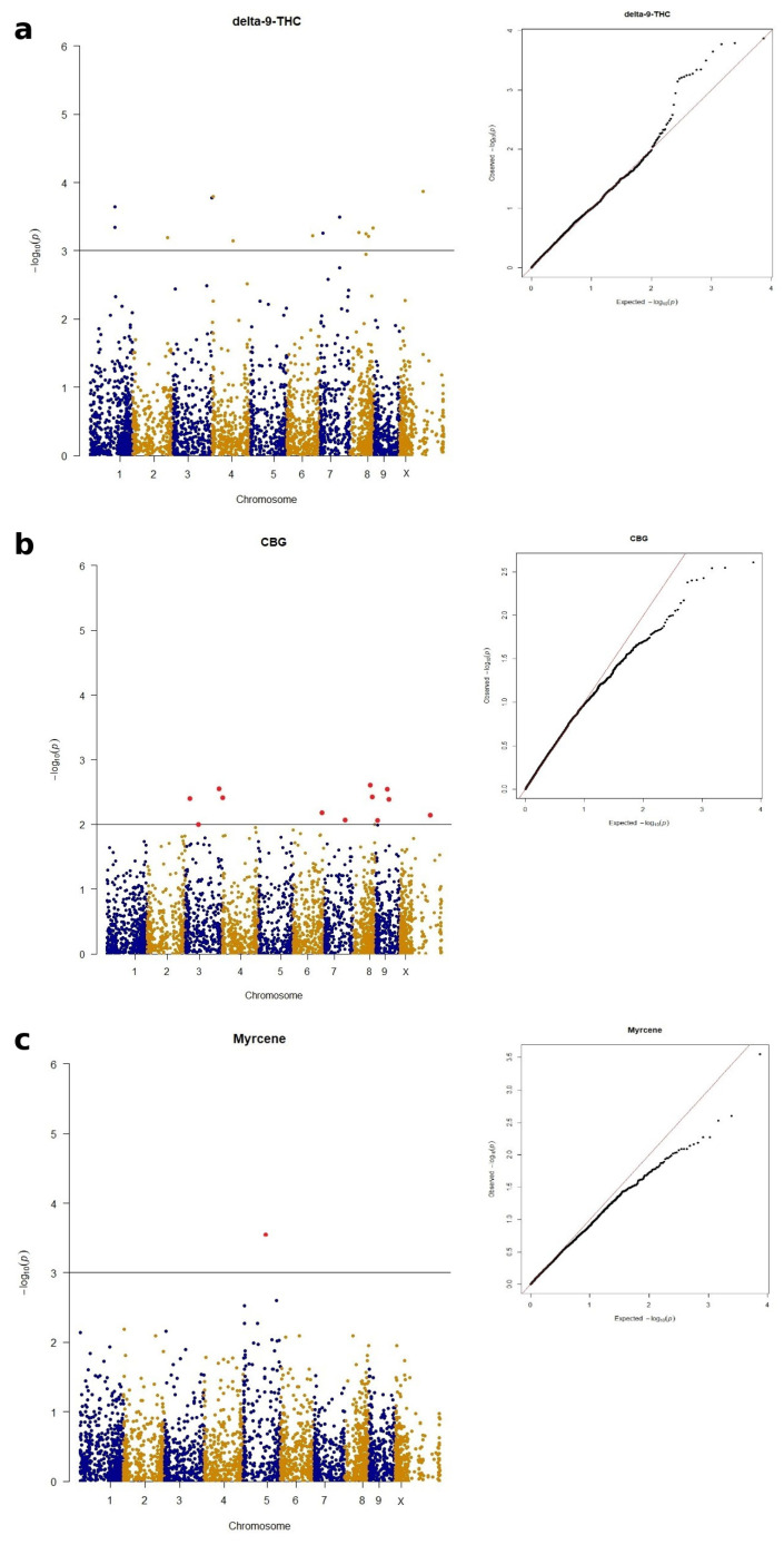 Manhattan plots showing significant SNP positions (red dots) above the FDR threshold across the 10 Cannabis chromosomes and Q-Q plot for delta-9-THC (a), CBG (b) and myrcene (c) traits.