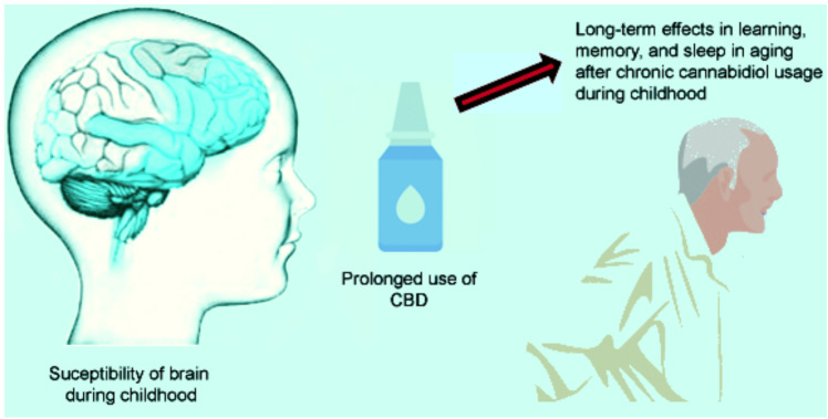 The likely long-term neurobiological effects in aging after chronic cannabidiol (CBD) usage during childhood. Due to the susceptibility of the brain in childhood, it is possible that long term prescription of CBD might cause effects in learning, memory or causing sleep disorders in aging.