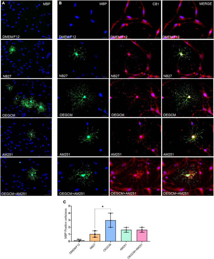 The blockade of CB1 receptor tends to drive a decrease in MBP expression in oligodendrocytes in hippocampal cells in culture. In panel (A), MBP positive cells are shown in green and in blue, the cell nuclei (DAPI). Magnification of 20x, scale bar: 50 μm. N = 3. In panel (B), immunocytochemistry for MBP in green, CB1 in red and cell nuclei in blue (DAPI). Magnification of 20x, scale bar: 50 μm. N = 3. In panel (C), the number of oligodendrocytes in hippocampal cell culture was evaluated counting the number of MBP-positive cells in each condition (for each experiment, 5 images from different areas for each condition was used for the quantification). Data is presented as mean ± SD, statistical analysis was performed using Kruskal-Wallis and Dunn’s as post hoc test. N = 3 for all experimental conditions, p = 0.0301 for NB27 vs. OEGCM, p > 0.9999 for NB27 vs. AM251, p = 0.6842 for OEGCM vs. OEGCM + AM251, p > 0.9999 for AM251 vs. OEGCM + AM251, p = 0.6842 for OEGCM vs. AM251. *p < 0.05.