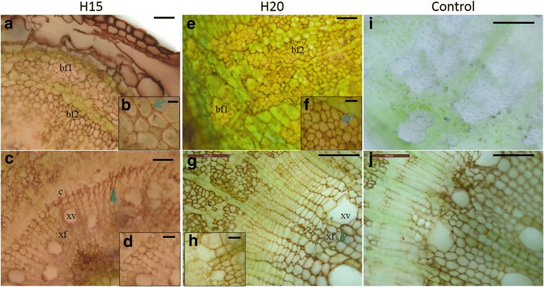 Peroxidase activity in H15 and H20. a to d, H15; E to H, H20. Details of the bast fibres and xylem regions are shown in b and f and d and h, respectively. Blue arrows indicate peroxidase activity in the middle lamella and cell corners of the bast fibres; blue arrowheads indicate peroxidase activity in the xylem vessels and fibres. i: negative control without DAB in H20. j: negative control with salicylhydroxamic acid as inhibitor of peroxidase activity in H20. bf1 primary bast fibre, bf2 secondary bast fibre, c cambial zone, xf xylem fibre, xv xylem vessel. Scale bar: 100 μm (g, i, j), 50 μm (a, c, e); 25 μm (d, f, h); 10 μm (b)