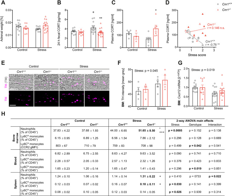 Peripheral effects of mild CSDS.A Adrenal glands were harvested and weighed after mild CSDS (stress x genotype interaction: F(1,43) = 4.74, p = 0.035). B Cumulative faecal CORT excretion was measured in faeces collected from a 24 h period after mild CSDS (stress: F(1,47) = 3.56, p = 0.065; genotype: F(1,47) = 7.91, p = 0.010). C Circulating corticosterone (CORT) was measured in plasma collected ~24 h after the last stress exposure, at the beginning of the active (dark) phase (stress x genotype interaction: F(1,17) = 6.41, p = 0.022). D Plasma CORT levels were correlated to the behavioural stress scores. Spearman correlation was performed for each genotype, independent from stress (Cnr1+/+: r = −0.78, p = 0.004; Cnr1−/−: r = 0.146, p = 0.686). E, F Tyrosine hydroxylase (TH) was stained to identify noradrenergic nerve terminals innervating the bone marrow. E Representative images showing TH-positive nerve endings surrounding blood vessels within the bone marrow. Upper panels show transmitted light (TM) image and TH signals (magenta); bottom: only TH signal for better visualisation; scale bar = 5 µm. F TH + nerve endings were identified by applying an appropriate threshold and TH immunoreactivity (mean grey) was quantified within TH + nerve endings (stress: F(1,13) = 4.942, p = 0.0446). G Cxcl12 mRNA expression was analysed in isolated bone marrow (BM) using qPCR, data were normalised to the expression of reference gene Hprt1 (stress: F(1,45) = 5.97, p = 0.019). H Leucocytes from BM, blood and spleen were isolated ~24 h after the last stress exposure and analysed by flow cytometry. Lineage stain included antibodies against CD3, CD19, NK1.1, TER-119, Ly6G and DRAQ7™ for staining dead cells. Neutrophils were identified as CD11b+, Lineage/Ly6G+, Ly6Cint. Monocytes were identified as CD11b+, Lineage/Ly6Gneg, CD115+ and divided into Ly6Chi and Ly6Clo subsets. Significant differences are indicated by bold font. Data were analysed by two-way ANOVA followed by Bonferroni post-hoc test for multiple comparison. Post-hoc significances shown in graph: *p < 0.05 vs. Cnr1+/+ of the same condition; +p < 0.05 vs. control of the same genotype.
