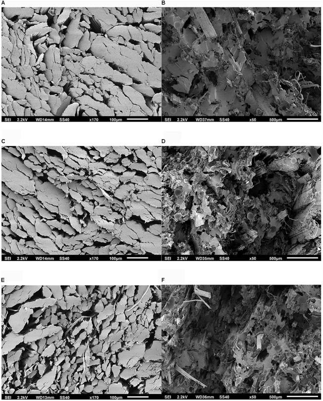 SEM micrograph of the samples of the variety Futura 75: (A) H1 – bio-degummed, fiber bundle transverse section; (B) H1 – bio-degummed, composites fraction surface; (C) H2 – bio-degummed, fiber bundle transverse section; (D) H2 – bio-degummed, composites fraction surface; (E) H1 – dew-retted, fiber bundle transverse section; (F) H1 – dew-retted, composites fraction surface.