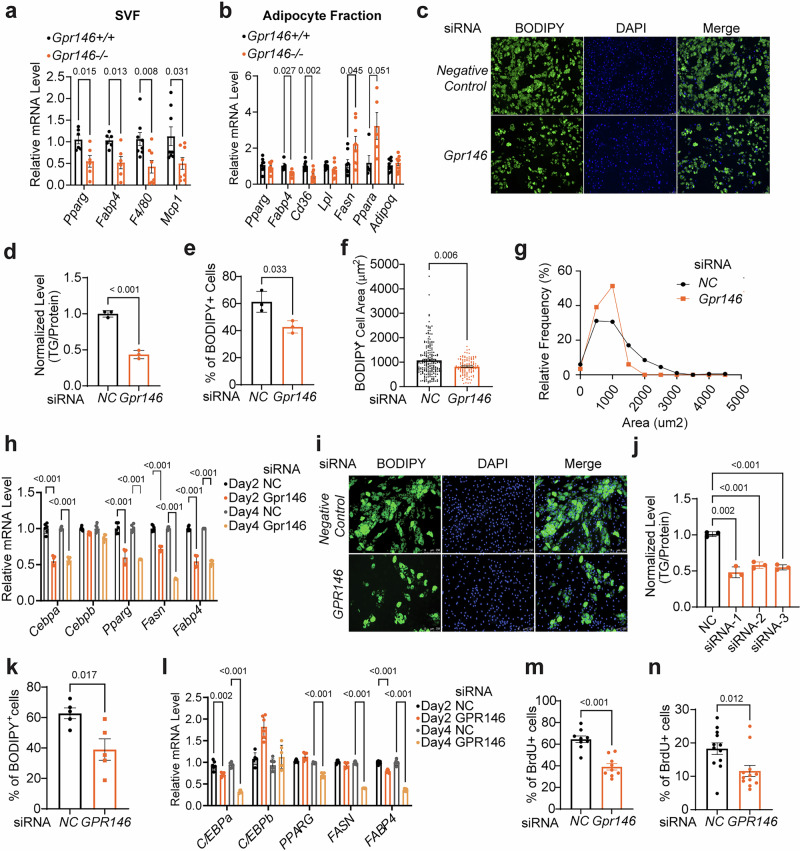 GPR146 promotes differentiation of both mouse and human preadipocytes.Quantitative qPCR gene expression analysis of stromal vascular fraction (a) and adipocyte fraction (b) isolated from ingWAT of male Gpr146+/+ and Gpr146-/- littermates fed HFD for 3 months (n = 7 mice per group). BODIPY-staining (c), triglyceride (TG) content (d), percentage of BODIPY+ cells (e), average BODIPY area in adipocytes (f), and adipocytes area distribution (g) of mouse SVF-differentiated adipocytes upon siRNA-induced knockdown of Gpr146 (n = 3 replicates per experiment, representative of 3 independent experiments). h Quantitative qPCR expression analysis of adipogenesis genes at day 2 and day 4 of differentiation in mouse preadipocytes (n = 3 replicates per experiment, representative of 3 independent experiments). BODIPY-staining (i), triglyceride (TG) content (j), and percentage of BODIPY+ cells (k) of human primary pre-adipocyte SGBS-differentiated adipocytes upon siRNA-induced knockdown of GPR146 (n = 3 replicates per experiment, representative of 3 independent experiments). l Quantitative qPCR expression analysis of adipogenesis genes at day 2 and day 4 of differentiation in human preadipocytes (n = 3 replicates per experiment, representative of 3 independent experiments). Percentage of BrdU+ cells of mouse SVF (m) and human SGBS (n) at day 4 of adipocyte differentiation upon siRNA-induced depletion of GPR146 (n = 3 replicates per experiment, representative of 3 independent experiments). Bars in (a and b) indicate ± s.e.m., bars in (d–f, h, j–n) indicate mean± s.d. Statistical significance for panels (a, b and d–h, j–n) was determined by two-sided unpaired t tests, with P values shown. Source data are provided as a Source Data file.