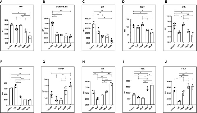MAPK and Akt protein kinases are significantly altered in 12Z cells treated with WIN 55. (A-F) Total protein obtained from 12Z cells treated with WIN 55 showed significantly lower levels of ATF2, Erk 1/2, p38, MSK1, JNK, and Akt. (G-I) On the other hand, protein levels of HSP27, p53, and MEK1 were significantly higher in the cells treated with WIN 55. (J) Although a positive trend was noticed, c-Jun levels did not show significant changes when compared with cells treated with vehicle, apart from 1 μM concentration. Ordinary one-way ANOVA with Tukey post-hoc. *P < 0.05 **P < 0.01 ***P < 0.001 ****P < 0.0001.