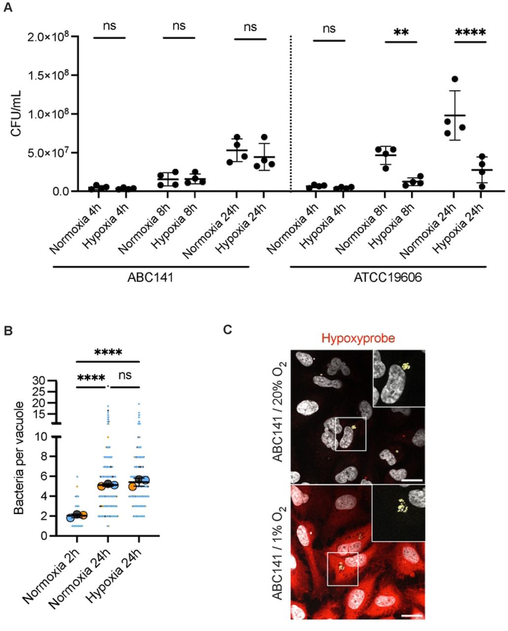 ABC141 efficiently multiplies in hypoxia conditions in culture and inside endothelial cells.(A) Quantification of the CFU in either ABC141 or ATCC19606 cultures incubated in either normoxia (20% O2) or hypoxia (1% O2) for 4, 8 and 24h. Data are means ± SD, N = 4. Comparisons were done with a One way ANOVA with ** indicating P < 0.01, **** P < 0.0001 and “ns” non-significant. (B) Quantification of the number of bacteria per ACV from cells infected with ABC141 and incubated in either normoxia or hypoxia conditions. Data correspond to the means ± SD of 3 independent experiments. All events counted are shown and each experiment color-coded. Comparisons were done from the means (large dots) with a One way ANOVA and Dunnet correction with **** indicating P < 0.0001. (C) Representative epifluorescence images of endothelial cells infected for 24h in normoxia or hypoxia conditions. Low oxygen is detected with hypoxyprobe (red) and bacteria are visualized with Dapi (yellow). Scale bar corresponds to 20 µm.