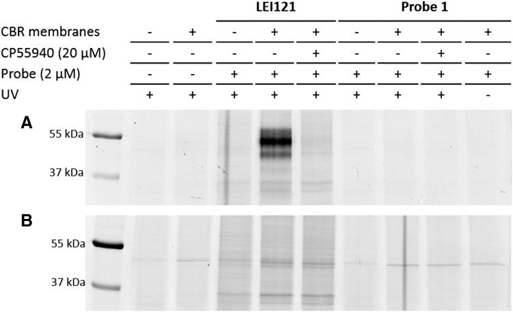 Gel-based analysis of two-step photoaffinity labeling efficiency of probe 1. Probe 1 was not able to covalently label the CBRs in membranes from (A) CB2R- or (B) CB1R-overexpressing CHO cells, whereas a CB2R-selective probe (LEI121)28 specifically labeled CB2R (A).