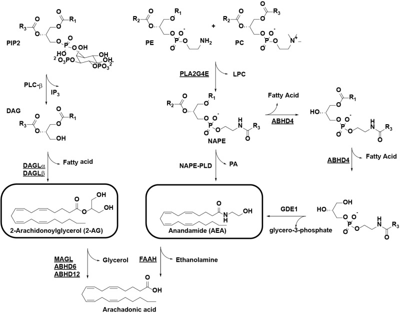 Pathways for the biosynthesis and degradation of the endocannabinoids 2-AG and AEA. Enzymes with known activity-based probes are underlined. R1/R2, alkyl chains, R3, arachidonoyl. ABHD, α/β-hydrolase domain-containing protein; AEA, anandamide; 2-AG: 2-arachidonoylglycerol; DAG, diacylglycerol; DAGL, diacylglycerol lipase; FAAH, fatty acid amide hydrolase; GDE1, glycerophosphodiesterase 1; LPC, lysophosphatidylcholine; MAGL, monoacylglycerol lipase; NAPE, N-acylphosphatidylethanolamine; PC, phosphatidylcholine; PE, phosphatidylethanolamine; PIP2, phosphatidylinositol 4,5-bisphosphate; PLA2G4E, phospholipase A2 group 4E; PLC, phospholipase C; PLD, phospholipase D.