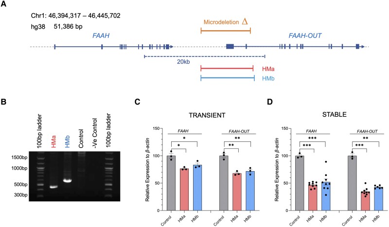 Gene editing mimicking the FAAH-OUT microdeletion reduces FAAH expression. (A) FAAH and FAAH-OUT genomic region. Map showing human chromosome 1 (46,394,317–46,445,702; build hg38). FAAH and FAAH-OUT genes are shown with exons denoted by blue boxes; the direction of transcription shown by arrows. The FAAH-OUT gene is composed of 13 exons and the microdeletion contains the first two exons and putative promoter region. The ∼8 kb microdeletion identified in Patient PFS is shown by the orange bar. Gene editing guide pairs HMa (in red) and HMb (in blue) flank the microdeleted region. (B) CRISPR/Cas9-induced microdeletion in HEK293 cells. Gel electrophoresis of PCR products produced with primers that flank the gene editing HMa and HMb guide pairs; template genomic DNA isolated from HEK293 transiently transfected (48 h) with the SaCas9 plasmids. Gene editing is detected by a ∼463 bp fragment amplified from HMa edited cells and a ∼598 bp fragment from HMb edited cells. No band is observed from empty vector (control) transfected cells indicating no editing at this locus. The large size of the unedited allele is beyond the capability of the DNA polymerase. (C and D) The microdeletion in FAAH-OUT leads to a significant reduction in both FAAH-OUT and FAAH expression. RT-qPCR analysis of both FAAH-OUT and FAAH mRNA levels following transient (C) and stable (D) transfections with HMa or HMb SaCas9 plasmids show significant reduction in both FAAH-OUT and FAAH expression levels. The normalized expression value of empty vector with SaCas9 but no guide RNA was set to 100, and all other gene expression data were compared to that sample. Data-points are denoted by dots, bars show the ± SEM, and data analysed by a Student’s t-test, *P ≤ 0.05, **P ≤ 0.01 and ***P ≤ 0.001.