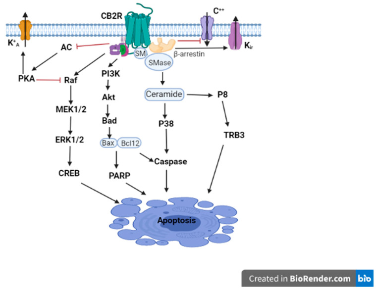 CB2R signaling. CB2R activation is associated with the Gβγ-dependent activation of the different MAPK cascades, and the Gαi/o-dependent inhibition of AC activity, in turn, results in the inhibition of A-type potassium channels (K + A). CB2R activation also results in the inhibition of specific calcium channels (Ca++), enhances the opening of inwardly rectifying potassium (Kir) channels, and stimulates the de novo synthesis of ceramide and the recruitment of β-arrestin. This figure is only a depiction of one outcome; these pathways can have multiple outcomes—ranging from stimulation of growth, manipulation of metabolism, control of the immune system to cell death—and the outcome is very context- and cell-dependent. The modulation of calcium alone can have multiple outcomes.