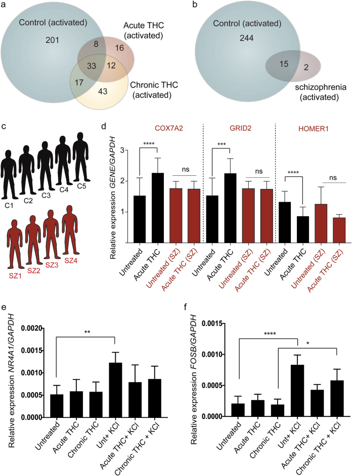 THC treatment results in neuronal hypo-excitability similar to observations using schizophrenia-associated neurons.a Venn diagram showing impaired transcriptional response following 50 mM KCl treatment for 3 h in THC exposure hiPSC-derived neurons. b A similar decrease in significantly regulated transcripts following 50 mM KCl for 3 h is observed in schizophrenia-associated hiPSC-derived neurons. c A cohort of 5 control (C1–5) and 4 schizophrenia-associated (SZ1-4) cases were used for (d) candidate qRT–PCR analysis investigating COX7A2, GRID2 and HOMER1 following acute THC exposure. e Blunted effect of THC treatment can be seen in immediate early gene transcripts such as NR4A1 and (f) FOSB following KCl-induced activation (Quantitative RT–PCR (qRT–PCR); Ordinary one-way ANOVA with Tukey’s multiple comparisons test: *p < 0.05, **p < 0.01, ***p < 0.001, ****p < 0.0001. n = 5 controls (see qRT–PCR, Ca–Ce, Supplementary Table S1); n = 4 schizophrenia (see qRT–PCR, S1–S4, Supplementary Table S1))