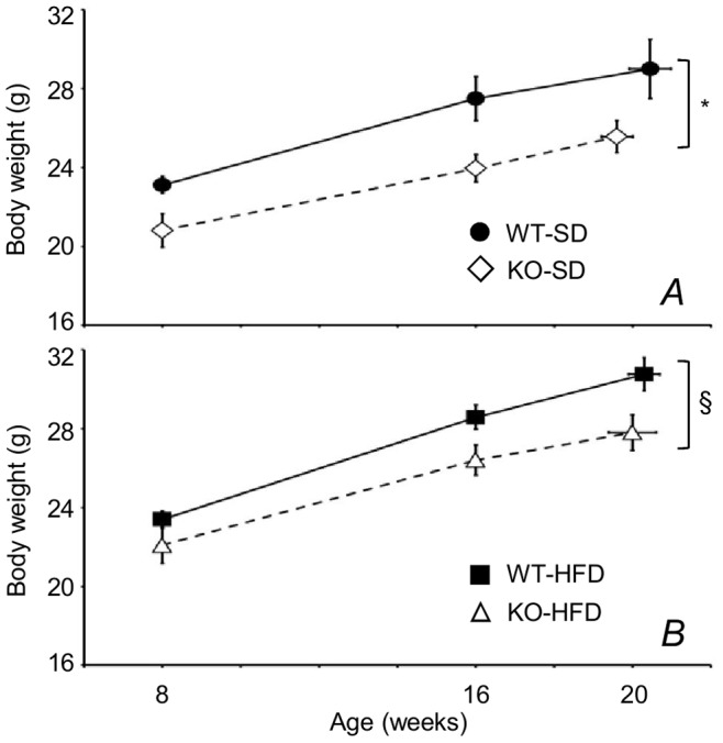 Body weight as a function of age from onset of dietary treatment to surgery in cannabinoid type 1 (CB1) receptor knock-out mice (KO) and wild-type (WT) mice.Fed standard diet (SD, A) or high-fat diet (HFD, B). Age of the mice at surgery is reported as the abscissa of the rightmost data points and did not differ significantly between groups (P = 0.219, ANOVA). Data are means ± SEM with n = 9–10 per group. * and §, P<0.05, ANOVA, main effect of genotype on mice fed SD and HFD, respectively.