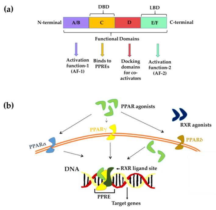 Structure and mechanism of PPARs. (a) Three-dimensional structure of PPAR that is composed of four different domains A/B, C, D and E/F; (b) upon binding with the specific ligands, these PPARs undergo conformational changes, bind to specific DNA sequences throughout the genome and activate or repress the target gene expression that gives beneficial effects. DBD, DNA-binding domain; LBD, ligand-binding domain; LBP, ligand-binding pocket; AF-1, activation function-1; PPRE, peroxisome proliferator response element; AF-2, activation function-2; PPAR, peroxisome proliferator-activated receptors; PPARα, peroxisome proliferator-activated receptor-α; PPARγ, peroxisome proliferator-activated receptor-γ; PPARδ, peroxisome proliferator-activated receptor-δ; RXR, retinoid X receptors.