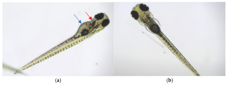 Representative pictures of zebrafish larvae from the toxicity test of the tested extracts, view of the abdominal and lateral part of the larva (a), and view of the dorsal part of the larva (b). Larvae without visible developmental abnormalities: no yolk oedema and malformation (blue arrow), no cardiac oedema (red arrow), no colour abnormalities, no postural or tail curvatures.