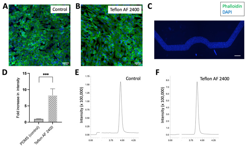 Morphological assessment and testing of CBD compound on hCMEC/D3 cell-cultured microchannels. D3 cells were cultured on microchannels (A) without and (B) with 1% Teflon AF 2400 surface modification. Phalloidin (Green) and DAPI (Blue) stained cell morphology after 2 days in culture. (C) Low magnification showing the entire channel of uniformly distributed cell culture (DAPI stained cell) in channel coated with 1% Teflon AF 2400. Scale bars: (A,B), 50 µm; (C), 500 µm. (D) CBD at 1 µg/mL was perfused over unmodified (control) microchannels and microchannels modified with 1% Teflon AF 2400 cultured with hCMEC/D3 cells for 3 h. The eluents were collected and quantified using LC-MS/MS. ***, p < 0.001. Representative of ion chromatograms of control (E) and microchannels coated with 1% Teflon AF 2400 (F) cultured with hCMEC/D3 cells (N = 3).