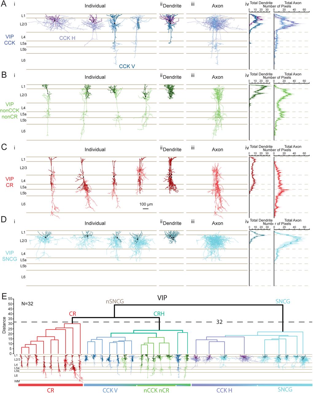 Morphological Properties of VIP IN populations.(A) VIP/CCK-expressing neurons. (i) Complete Neurolucida reconstructions of four CCK-expressing neurons reconstructed from VIP-Flp/CCK-Cre/FLTG mice across cortical layers. CCK+ neurons were classified as CCK Horizontal (CCK H) and CCK Vertical (CCK V), with their respective dendrites (dark lavender for CCK H, dark blue for CCK V), axons (light lavender for CCK H, light blue for CCK V), and soma (black) (ii) Superimposed dendrites and somata of the four neurons. (iii) Superimposed axons of the four neurons Quantification of pixel distribution for total reconstructed dendrites (left) and axons (right) in (iv) is shown for CCK H and CCK V neurons. (B) Same as (A) for non-CCK, non-CR VIP neurons reconstructed from VIP-Flp/CCKCR-Cre/FLTG mice, with dendrites shown in dark green, axons in light green, and soma in black. (C) Same as (A) for CR-expressing neurons reconstructed from VIP-Flp/CR-Cre/FLTG mice with dendrites shown in dark red, axons shown in light red, and soma in black. (D) Same as (A) for four SNCG-expressing neurons reconstructed from VIP-Cre/SNCG-Flp mice with dendrites shown in dark cyan, axons shown in cyan, and soma in black. (E) Unbiased hierarchical clustering (Ward’s method) was performed on all reconstructed neurons (n = 32) using a comprehensive set of morphological parameters, including somatic localization, surface area, volume, number of primary dendrites, total dendritic length, mean dendritic length, dendritic surface area, dendritic volume, dendritic polarity, total axonal length, axonal surface area, axonal volume, and axonal polarity. The Gap Statistic was used to determine the optimal number of clusters, leading to the selection of a distance threshold of 32 for final group separation. The most pronounced morphological distinction was observed between VIP/SNCG-like and VIP/non SNCG neurons, followed by the separation of VIP/CR and VIP/CRH-like neuronal morphologies. Below the clustering dendrogram, each corresponding morphology is displayed for visualization.