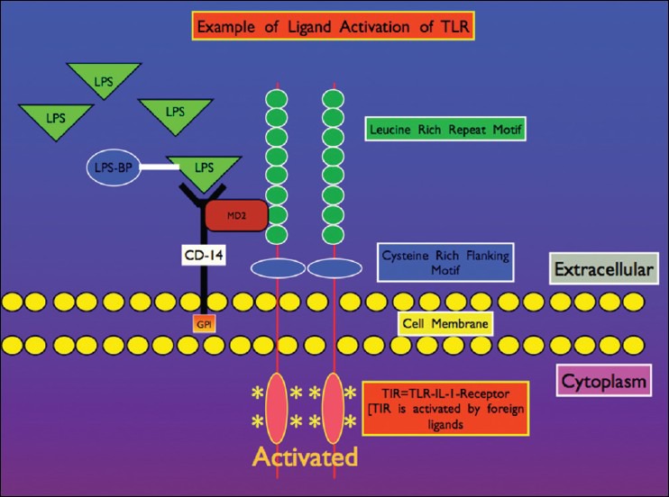 Illustration of lipopolysaccharide (LPS) Gram-negative cell wall molecular component interacting with TLR on microglial membrane surface, which along with co-stimulatory molecule CD14, activates defensive cell signaling. The IL-1 type pro-inflammatory cytokine receptor TIR, plays a major role in microglial activation