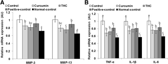 The mRNA expression of matrix metalloproteinases and pro-inflammatory cytokines in the articular cartilage at 21 days after intra-articular injection of monoiodoacetate (MIA). Ovariectomized (OVX) rats were provided with a 45 % fat diet containing (1) 0.4 % curcumin, (2) 0.4 % tetrahydrocurcumin (THC), (3) 30 μg/kg body weight 17β-estradiol + 0.4 % dextrin (positive control), (4) 0.4 % dextrin (control), or (5) 0.4 % dextrin (normal control for osteoarthritis). At the beginning of the fifth week, an articular injection of monoiodoacetate into the right knee was performed on all OVX groups except the normal-control group and the assigned diets were provided for an additional 3 weeks. Rats in the normal-control group had an articular injection of saline in the right knee. The mRNA expressions of MMP3 and MMP13 involved in collage degradation (a) and cytokines (TNF-α, IL1β, and IL6) that result in inflammation (b) were measured by real-time PCR. Each bar and error bar represents the mean ± SD (n = 6). (a, b, c) The bars with different letters were significantly different among groups by Tukey’s test at P < 0.05