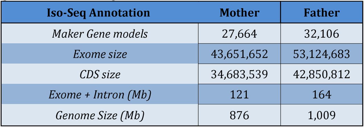 Estimated Exome size of Male (Father) and Female (Mother) Jamaican Lion genomes. The Father genome has an additional 118Mb Y chromosome.