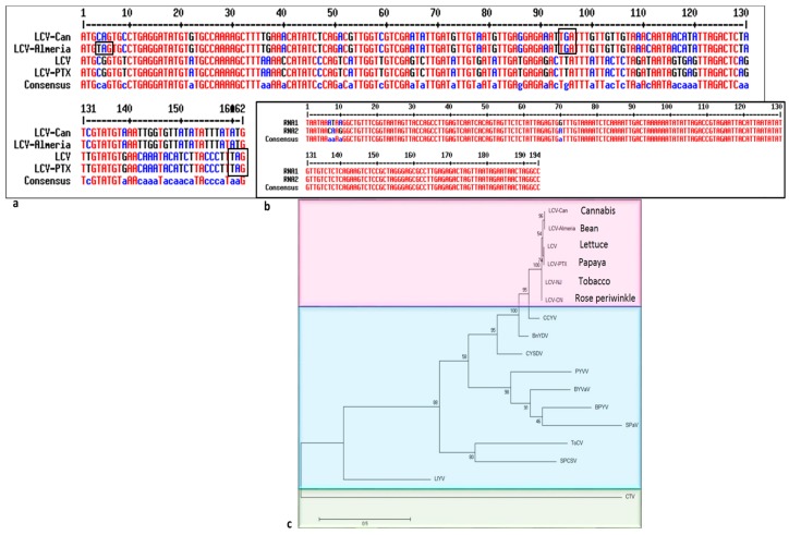 Nucleotide sequence alignment of lettuce chlorosis virus (LCV) P6-like protein and 3′ UTRs of RNA1 and RNA2 fragments and phylogenetic analysis of LCV-Can. (a) P6-like putative protein encoded by RNA2 of 4 LCV isolates: LCV-Can, accession No. MK747246, LCV-Almeria, accession No. MG489895, LCV (California), accession No. FJ380119 and LCV-PTX, accession No. KY271956. (b) 3′ UTRs of RNA1 and RNA2 fragments of LCV-Can, accession Nos. MK747245 and MK747246. (c) Phylogenetic tree analysis based on the coat protein of the following virus isolates: LCV-Can, (MK747246); LCV-Almeria (AUT30585); LCV (California), (YP_003002362); LCV-PTX (ASS35991); LCV-CN (ATQ62183); LCV-NJ (AST35793); cucurbit chlorotic yellows virus (CCYV; AHC06148); bean yellow disorder virus (BnYDV; YP_001816779); cucurbit yellow stunting disorder virus (CYSDV; AGV08356); potato yellow vein virus (PYVV; AMR69001); blackberry yellow vein associated virus (BYVaV; YP_227364); beet pseudo-yellows virus (BPYV; SPN63210); strawberry pallidosis associated virus (SPaV; AAS79680); tomato chlorosis virus (ToCV; AAR15080); sweet potato chlorosis stunt virus (SPCSV; CAD21949); lettuce infectious yellows virus (LIYV; AAA61802) and citrus tristeza virus (CTV; ABB59458).