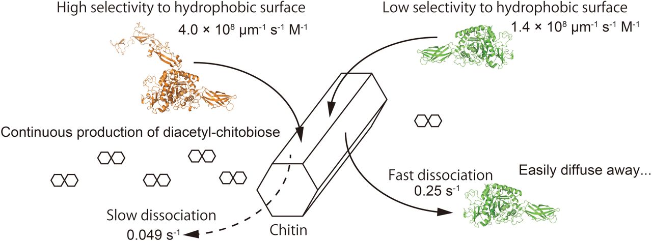 Biological significance of double CBD architecture in marine bacteria chitinases.The additional CBD enhances binding specificity to the degradable hydrophobic surface of crystalline chitin and decreases the koff, thereby enabling continuous production of diacetylchitobiose. This sustained production provides a persistent chemical signal that allows marine bacteria to localise to chitin-rich sites.