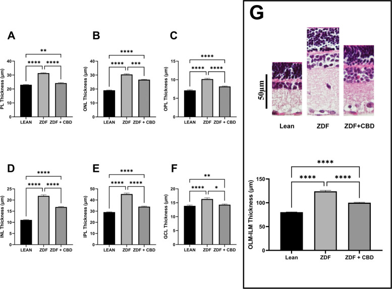 Histology Results – Mean thickness of the retinal layers across animal groups. A Photoreceptor Layer (PL), B Outer Nuclear Layer (ONL), C Outer Plexiform Layer (OPL), D Inner Nuclear Layer (INL), E Inner Plexiform Layer (IPL), and F Ganglion Cell Layer (GCL). G Representative histological sections of the different groups (from left to right): Lean, ZDF, ZDF + CBD and Graphs showing the overall thickness of retinal layers from OLM to ILM (outer to inner limiting membrane). Data are shown as group mean + SEM. * = p < 0.05, ** = p < 0.01, *** = p < 0.001, **** = p < 0.0001