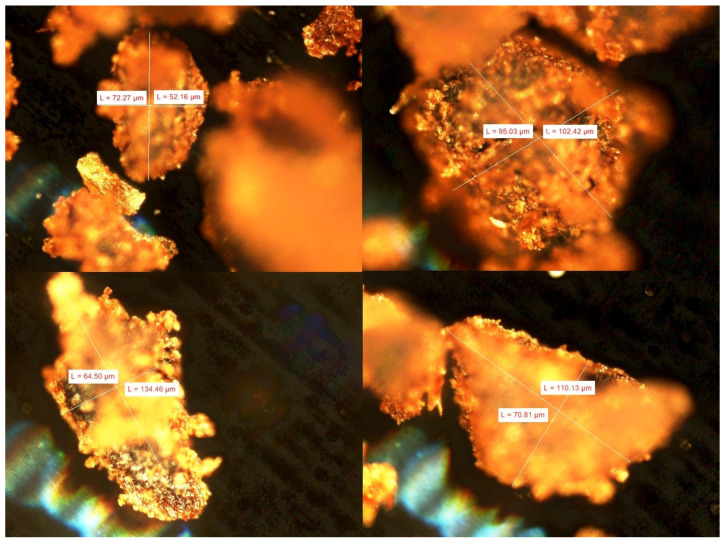 Examples of the geometry and size of SCG (magnification 50×).