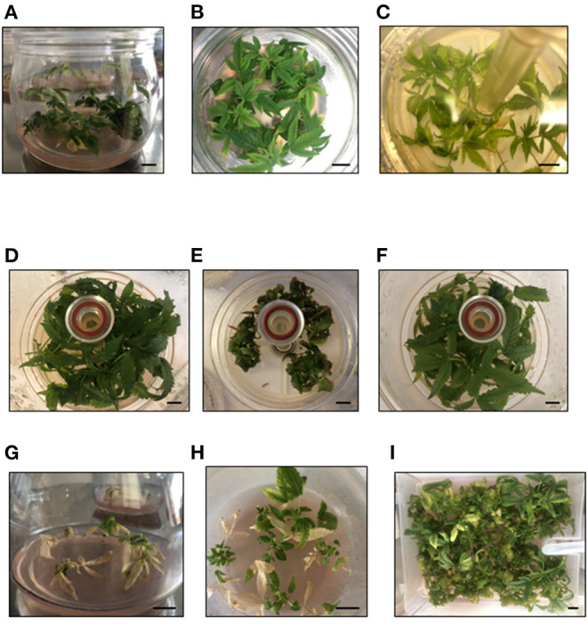 Mati (A) and Beatriz (B) genotypes cultured in β-A semi-solid medium with 2% sucrose. Beatriz genotype cultured in RITA® with MS ½ N with 2% sucrose (C), β-A with 2% sucrose (D), MS–½N with 0.5% sucrose (E), and β-A with 0.5% sucrose (F). Mati (G) and Beatriz (H) genotypes cultured in β-A semi-solid medium with 0.5% sucrose, Beatriz genotype (I) cultured in Plantform™ with β-A medium and 0.5% sucrose. Bars, 10 mm.