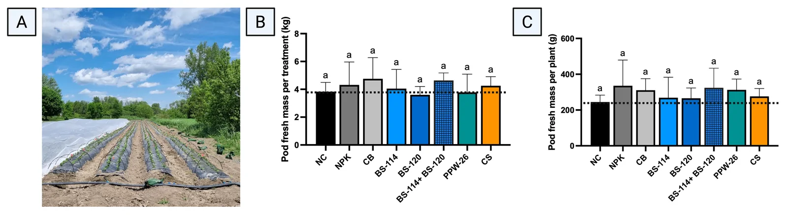 Panel A shows crop rows in an open agricultural field under a partly cloudy sky with green trees in the background. Panel B is a bar graph comparing pod fresh mass per treatment in kilograms across eight treatments, while panel C is a bar graph comparing pod fresh mass per plant in grams for the same treatments; both graphs display no statistically significant differences, as indicated by identical markings above each bar.