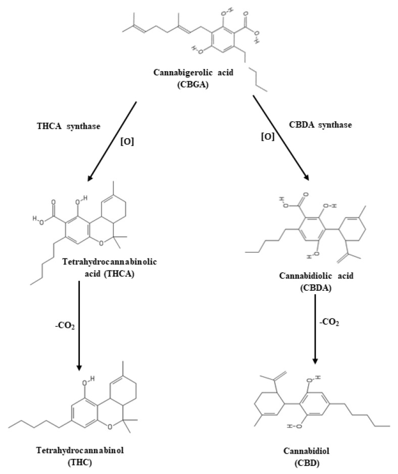 Biosynthetic pathway of THC and CBD formation. THCA synthase and CBDA synthase catalyze oxidative cyclization of the monoterpene moiety of CBGA to form THCA and CBDA. THC and CBD are derived by non-enzymatic decarboxylation of THCA and CBDA.