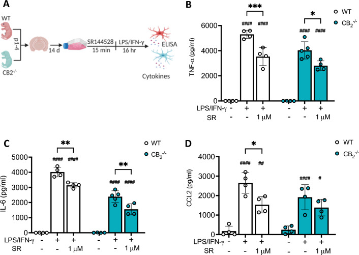 1 µM of SR144528 reduces LPS/IFN-γ-induced microglial inflammatory cytokine secretion independent of the CB2 receptor. (A) Experimental setup. Primary microglia of WT and CB2-/- mice were pre-treated with 1 µM SR144528 for 15 min, followed by LPS/IFN-γ stimulation for 16 h. (B–D) Levels of cytokines/ chemokines were quantified in supernatants using ELISA. (B) TNF-α, (C) IL-6, and (D) CCL2. N = 4–5 samples/genotype/stimulation (representative data from two independent microglia preparations). Data are presented as mean ± SD. Two-way ANOVA followed by Tukey's multiple comparisons. #### p < 0.0001, ## p < 0.01, # p < 0.05 indicate significance to the untreated control group. Significant differences between LPS/IFN-γ vs. LPS/IFN-γ pre-treated with SR144528 are indicated with *** p < 0.001, ** p < 0.01, * p < 0.05.
