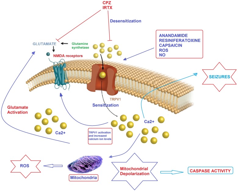 Possible molecular pathways of TRPV1 channel activation on epilepsy in hippocampal neurons. Convulsions in epilepsy can results in augmented glutamate release, leading to Ca2+ uptake through NMDA receptor and TRP channels. Mitochondria were reported to accumulate Ca2+ provided cytosolic Ca2+ rises, thereby leading to depolarization of mitochondrial membranes. At the extreme, Ca2+ entry causes severe mitochondrial permeability transition or even the rupture of the mitochondrial membrane, substantial swelling of the mitochondria with rupture of the outer membrane and release of apoptosis-inducing factors such as caspase 3 and 9. Anandamide, capsaicin, resiniferatoxin, nitric oxide (NO) and reactive oxygen species (ROS) induce Ca2+ accumulation through desensitization of TRPV1 channels although pharmacological desensitization of TRPV1 channels through antagonists such as capsazepine (CPZ) and 5'-iodoresiniferatoxin (IRTX) contributes to an immediate reduction on neuronal excitability [78]. ROS enhance also spontaneous release of glutamate from presynaptic terminals onto neurons through TRPV1 channel activation. The molecular pathway may be a cause of epileptic seizures and the subject should urgently investigate.