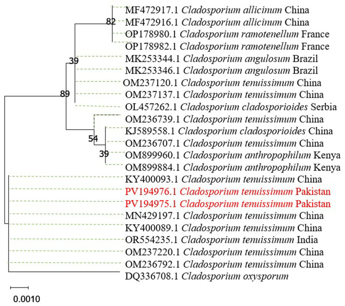 Phylogenetic tree showing relationships among Cladosporium species from various countries. Cladosporium tenuissimum samples from Pakistan, labeled in red, are grouped among others primarily from China. The tree also includes samples from France, Brazil, Serbia, Kenya, and India. Branch support values are provided, illustrating genetic similarities and differences.