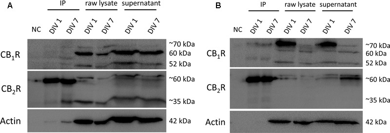 Co-immunoprecipitation (co-IP) of CB1R and CB2R. Co-immunoprecipitation assay to determine the interaction between CB1R (molecular weight between 52 and ∼70 kDa) and CB2R (molecular weight of ∼35 and ∼60 kDa) in SVZ cultures (A) and in DG cultures (B) at both DIV 1 and DIV 7. NC, negative control (beads + sample without antibody); IP, sample bound to antibody-bead mixture; raw lysate, lysed SVZ and DG cultures; supernantant, sample not bound to antibody-bead mixture.