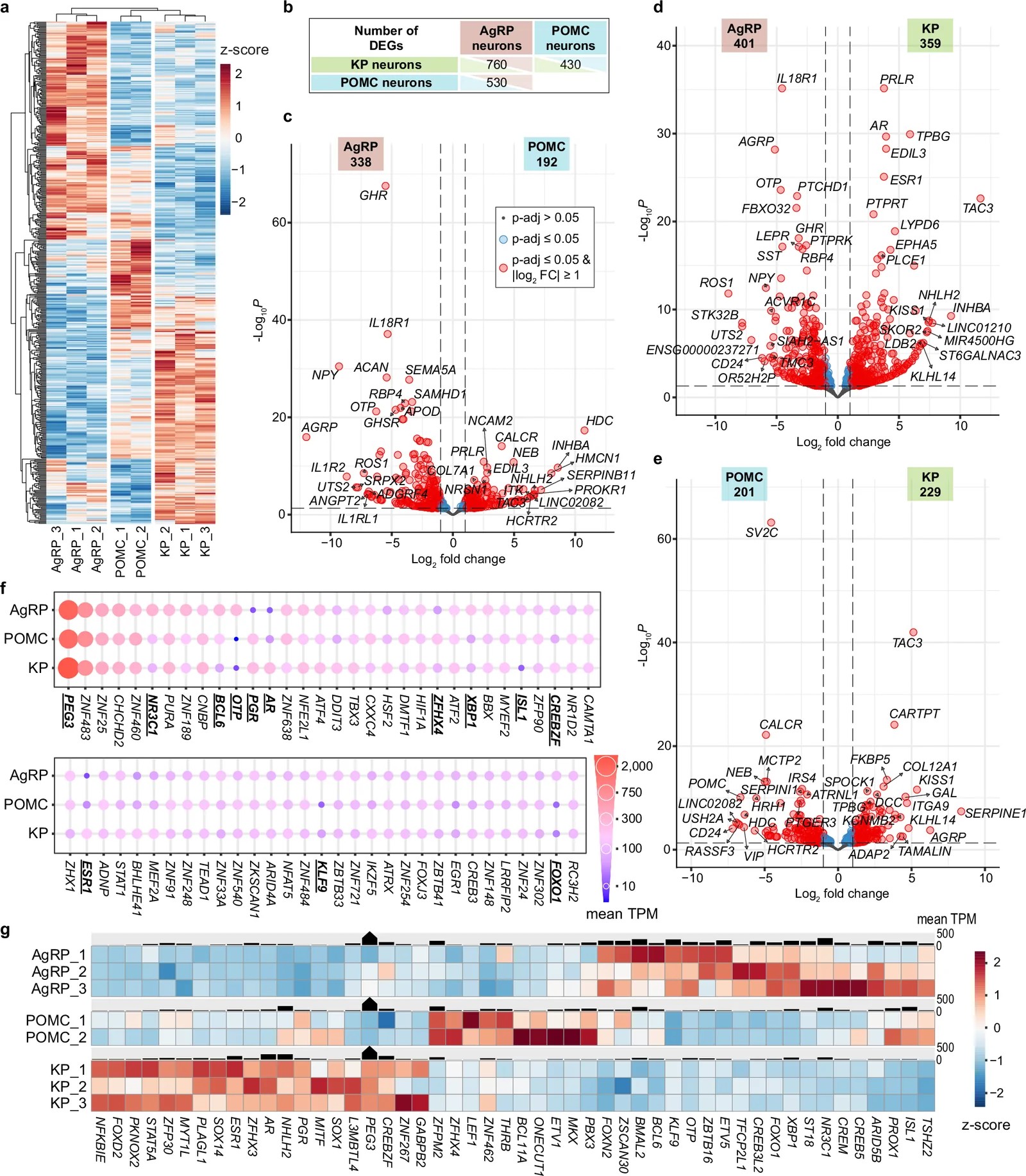 Differential expression of transcripts and transcription factors in human AgRP, POMC, and KP neurons.a Heatmap showing the 1,210 transcripts differentially expressed (P.adj. <0.05, DESeq2, two-sided Wald test with Benjamini–Hochberg false discovery rate correction) between any two of the AgRP (n = 3), POMC (n = 2), and KP (n = 3) neuronal transcriptomes. n denotes the number of human subjects. b Table summarizing the number of differentially expressed genes (DEGs) in pairwise comparisons. c–e Volcano plots showing the relationship between expression magnitude (log2 fold change/FC/) and statistical significance (log10 P.adj.) across all transcripts. Gene symbols denote the top ten upregulated and top ten downregulated transcripts by fold change, as well as the ten transcripts with the lowest adjusted P values in each direction. f Dot plots of 63 transcription factors (TFs) compiled from the 40 most abundantly expressed TF transcripts in each cell type. Dot size and color are proportional to expression levels (TPM). TFs with significant differential expression (P.adj. <0.05) are marked with bold, underlined labels. g Heatmap showing cell type-specific expression patterns of 50 TFs differentially expressed between AgRP-, POMC-, and KP neurons (P.adj. <0.05). See Supplementary Data 5 for the complete list of expressed genes and Supplementary Data 6 for the complete list of expressed transcription factors, including the exact P.adj. values.