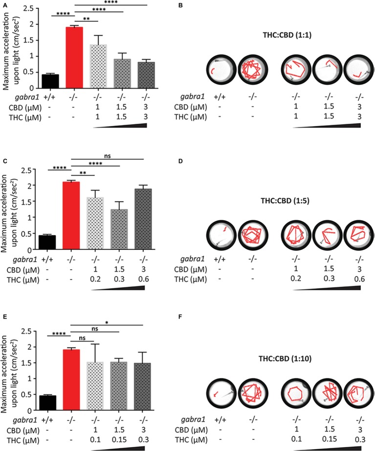 Combined exposure of CBD and THC to GABRA1−/− epileptic larvae. Quantification of maximum acceleration (A,C,E) and swimming tracks upon light (B,D,F) following exposure to different concentrations of THC/CBD at a ratio of 1:1 (A,B), 1:5 (C,D), or 1:10 (E,F) (one-way ANOVA: **** <0.0005, ** < 0.005, * < 0.05; n > 15).