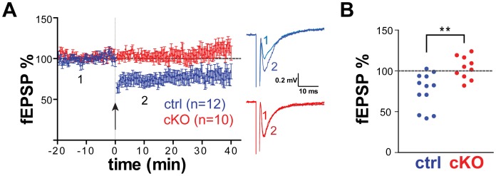 LTD formation is impaired in layer V of mPFC of Cx-mGlu5 KO mice.(A). Averaged fEPSP time courses of the LTD experiments in which the 10-minutes, 10 Hz protocol was applied to slices from control (blue; n = 12 at 6 mice) and cKO mice (red; n = 10 at 5 mice). Stimulation is indicated by the arrow. Right panel: sample traces are representative of averaged fEPSP’s (from six recordings) recorded before (1) and after (2) 10 Hz stimulation. (B). Scatter plots showed a significant change of %fEPSP between control and cKO mice (**p<0.01, Student's t-test). The average magnitude of LTD was assessed 20 minutes after stimulation. fEPSP amplitudes are expressed as percent of the baseline amplitude.