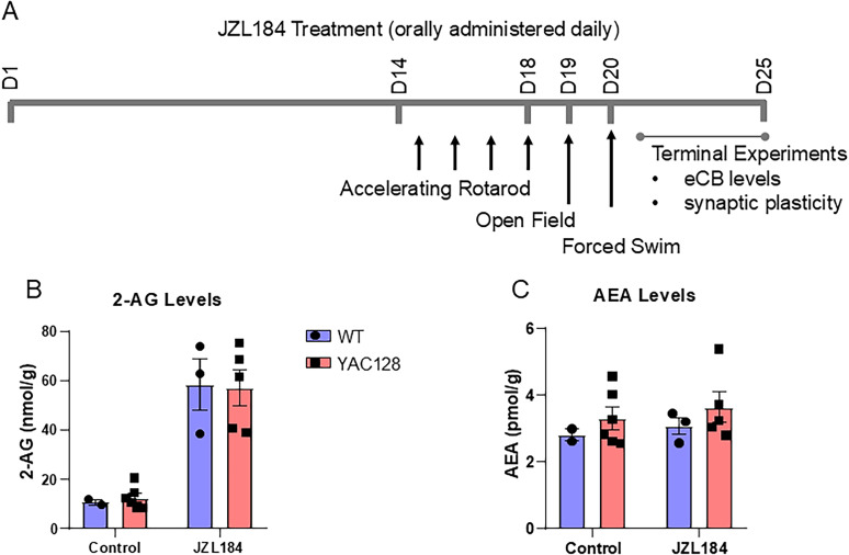 Chronic oral treatment with JZL184 elevates striatal 2-AG. (A) Timeline of JZL184 drug treatment experiments in 5-month-old YAC128 HD mice and WT littermates. (B) 2-AG levels in WT and YAC128 mice were significantly increased by JZL184 treatment (Two-way ANOVA, treatment p < 0.0001). (C) Anandamide (AEA) levels were unchanged following treatment. Each point represents measurement from striatal tissue of one mouse and group data is shown as mean ± SEM throughout.