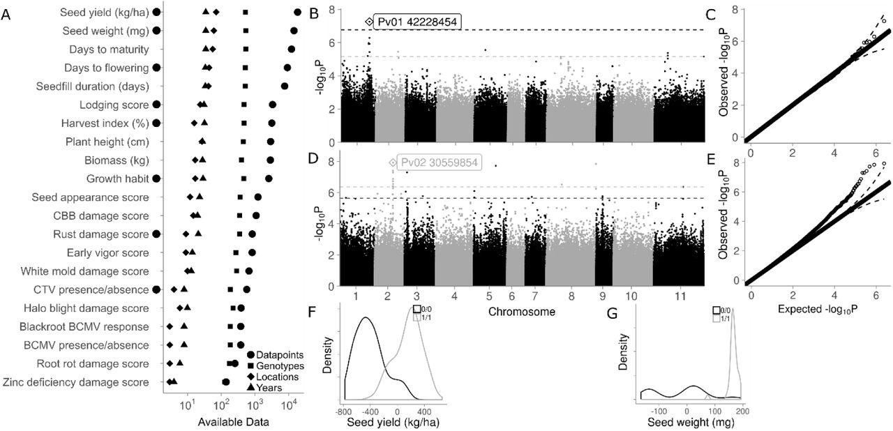 Phenotypic data available in the Cooperative Dry Bean Nursery (CDBN), and genetic variation within the two of these phenotypes with the most data. A) Details of 22 phenotypes present in the CDBN; best linear unbiased predictors (BLUPs) from these phenotypes were used for genome-wide association. Black circles left of the y-axis indicate phenotypes with one or more genetic associations that had p-values above the Benjamini-Hochberg false discovery rate. B) Manhattan plot of BLUPs for seed yield (kg/ha) from the CDBN data. The dashed lines are the cutoff values for peak significance. Single-nucleotide polymorphisms above the Benjamini-Hochberg false discovery rate are above the black line, and those in the 0.001 percentile are above the grey line. C) Quantile-quantile (Q-Q) plot of the goodness of fit of the model on seed yield. D) Manhattan plot of BLUPs for seed weight (mg) from the CDBN data, as in B). E) Q-Q plot of the goodness of fit of the model on seed weight. Distribution of the BLUPs for F) seed yield and G) seed weight. Black represents the presence of the reference allele for the top SNP labeled in panel B) and D), respectively, and grey represents the presence of the alternate allele.