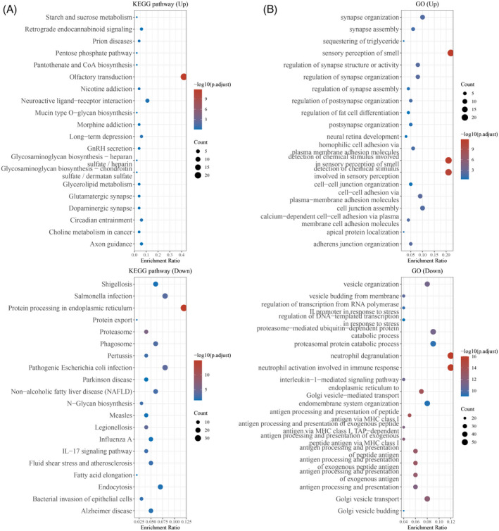 GO and KEGG pathways enrichment analysis. (A) The top significant KEGG pathways by enrichment analysis of targeted genes of peri‐implantitis demonstrate similarly. (B) The topmost GO enrichment pathways of targeted genes of peri‐implantitis show individually in up/down‐regulated manners