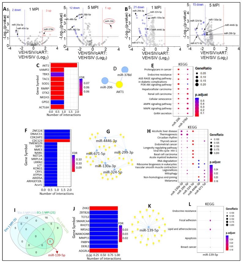Varying miRNA abundance in EVs and ECs in response to SIV infection and cART. (A) Volcano plot showing down-(blue) regulated and up-(red) regulated miRNAs in VEH/SIV/ART EVs relative to VEH/SIV EVs at 1 MPI (left) and 5 MPI (right) as shown by black arrows. Red circle indicates miRNAs (miR-378d, miR-206) suppressed by SIV infection in Figs. 5C, 5E of Manuscript 1. (B) Volcano plot showing down-(blue) regulated miRNAs in SIV/ART ECs relative to SIV ECs at 1 MPI (left) and 5 MPI (right). Black arrows indicate miRNAs shown to be significantly downregulated at 1 MPI and 5 MPI. (C) miRNA-target enrichment analysis showing top target genes by # of interactions for miR-206 and miR-378d. (D) Visualization of miRNA-target interaction network for miR-206 and miR-378d. The blue circles represent the miRNAs, while the target genes are represented by the yellow circles. Pathways are represented by blue lines. (E) Dot plot of functional enrichment analysis for target genes of miR-206 and miR-378d. Color of dots represent adjusted p-values (FDR) and size of dots represents gene ratio (number of miRNA targets found enriched in each category/number of total genes associated to that category. (F) miRNA-target enrichment analysis showing top target genes by number of interactions for the 5 EC-associated miRNAs significantly downregulated at 1 MPI and 5 MPI; miR-299-3p, miR-324-5p, miR-4446-3p, miR-299-3p, and miR-671-5p. (G) Visualization of miRNA-target interaction network for miR-299-3p, miR-324-5p, miR-4446-3p, miR-299-3p, and miR-671-5p. The blue circles represent the miRNAs, while the target genes are represented by the yellow circles. Pathways are represented by blue lines. (H) Dot plot of functional enrichment analysis for target genes of miR-299-3p, miR-324-5p, miR-4446-3p, miR-299-3p, and miR-671-5p. Color of dots represent adjusted p-values (FDR) and size of dots represents gene ratio (number of miRNA targets found enriched in each category/number of total genes associated with that category). (I) Venn diagram comparing significantly modulated miRNAs in EVs and ECs at 1 MPI and 5 MPI. Red circle indicates miRNA (miR-139-5p) that was found to be significantly downregulated at 5 MPI in both EVs and ECs. (J) miRNA-target enrichment analysis showing top target genes by number of interactions for miR-139-5p. (K) Visualization of miRNA-target interaction network for miR-139-5p. The blue circles represent the miRNAs, while the target genes are represented by the yellow circles. Pathways are represented by blue lines. (L) Dot plot of functional enrichment analysis for miR-139-5p. Color of dots represent adjusted p-values (FDR) and size of dots represent gene ratio (number of miRNA targets found enriched in each category/number of total genes associated to that category).