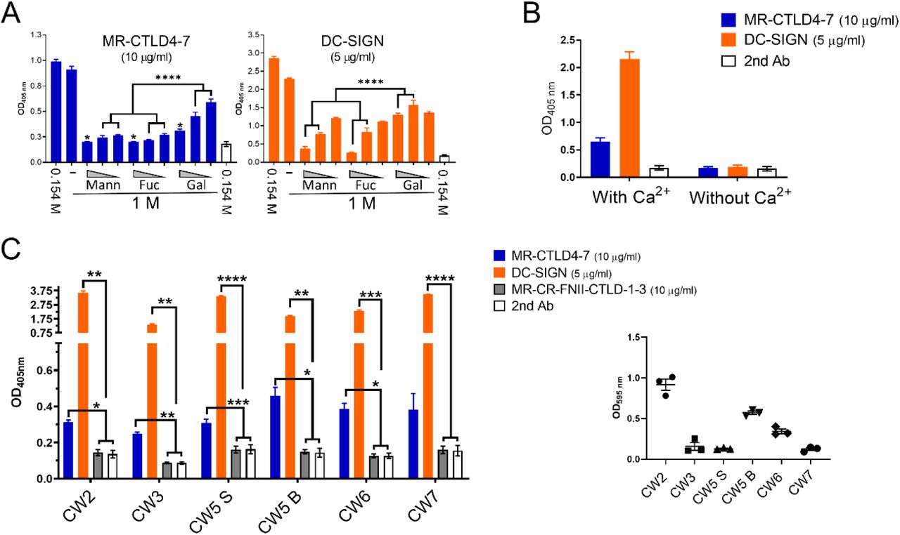 P. aeruginosa biofilms display ligands for MR and DC-SIGN.P. aeruginosa biofilms generated in 96 well plates for 24 h were fixed and incubated with MR-CTLD4-7-Fc or DC-SIGN-Fc followed by anti-human Fc antibody conjugated to alkaline phosphatase. A. DC-SIGN and MR-CTLD4-7 bind to PAO1 biofilms and binding is selectively inhibited by mannose and fucose compared to galactose. Binding assays were performed in two NaCl concentrations (0.154 M and 1M) and for the 1M condition, incubation with Fc chimeric proteins was performed in the presence or absence of different concentrations of monosaccharides (1, 0.2 and 0.04 mM). Binding at 1M NaCl is comparable to that observed at 0.154 M (ns). Presence of monosaccharides significantly reduced protein binding. Mannose and fucose preferentially inhibited binding of MR-CTLD4-7 compared to galactose at 0.2 and 0.04 mM and binding of DC-SIGN at 1 and 0.2 mM. Mann: mannose, Fuc: fucose; Gal: galactose. N=3 in triplicate. One-way ANOVA with Tukey’s multiple comparison test. B. DC-SIGN and MR-CTLD4-7 binding to PAO1 biofilms is Ca2+-dependent. Binding of MR-CTLD4-7 and DC-SIGN to PAO1 biofilms was tested in the presence and absence of 10 mM CaCl2. N=2 in triplicate. C. MR and DC-SIGN recognise biofilms formed by P. aeruginosa wound isolates. Binding of both lectins was significant in all instances except in the case of MR-CTLD4-7 binding to CW7. No binding of the control protein MR-CR-CR-FNII-CTLD1-3 (15) was observed. Two-way ANOVA with Tukey’s multiple comparison test. Right panel: Biofilm formation by clinical isolates tested using crystal violet assay. N=3 in triplicate. Graphs show mean +/− SEM. ns: non-significant.