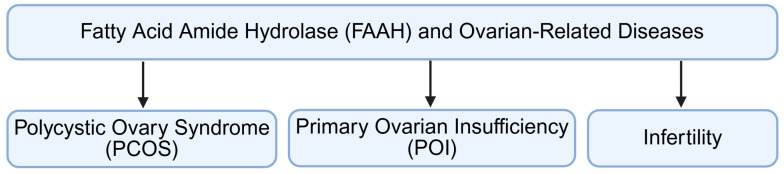 Clinical significance of FAAH in ovarian disorders. Aberrant FAAH may disrupt AEA homeostasis, impair ovarian functions, and then lead to ovarian disorders, including PCOS, POI, and infertility. FAAH: fatty acid amide hydrolase; PCOS: polycystic ovary syndrome; POI: premature ovarian insufficiency. Created by Bio-Render.