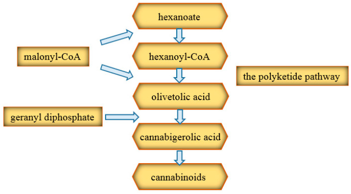 Diagram of cannabinoid biosynthesis [42]. CoA: coenzyme A.